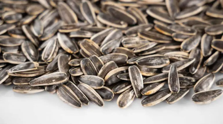 Why Do Baseball Players Eat Sunflower Seeds? Know All The Details ...